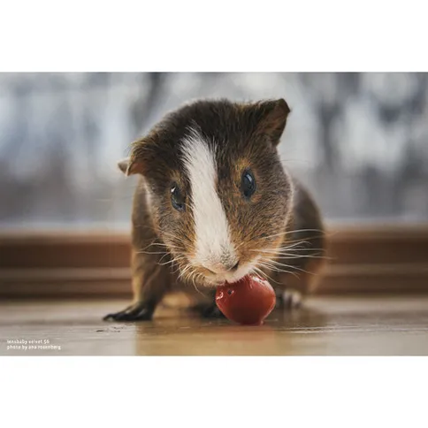 lensbaby_velvet_56_black_NikonZ-3.jpg