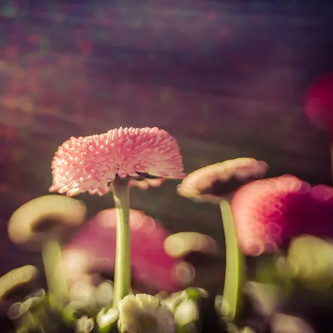 Lensbaby_composer-proii-sweet50-nikonZ1.jpg