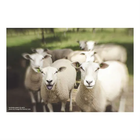 Lensbaby_composer_proii_canon5.jpg