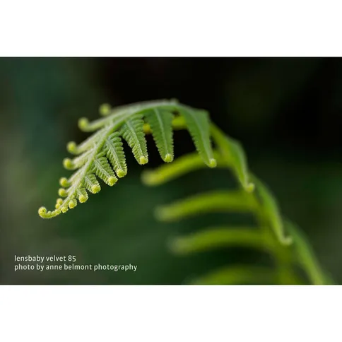 Lensbaby_velvet_85mm_black_canonRF-7.jpg