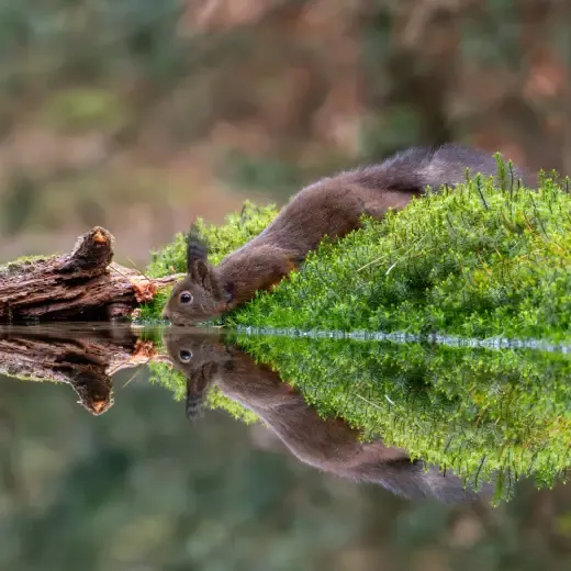 fotocompetitie-wildlife-publieksprijs-livio-potenza.webp