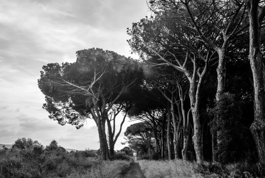 blacknwhite-1.jpg