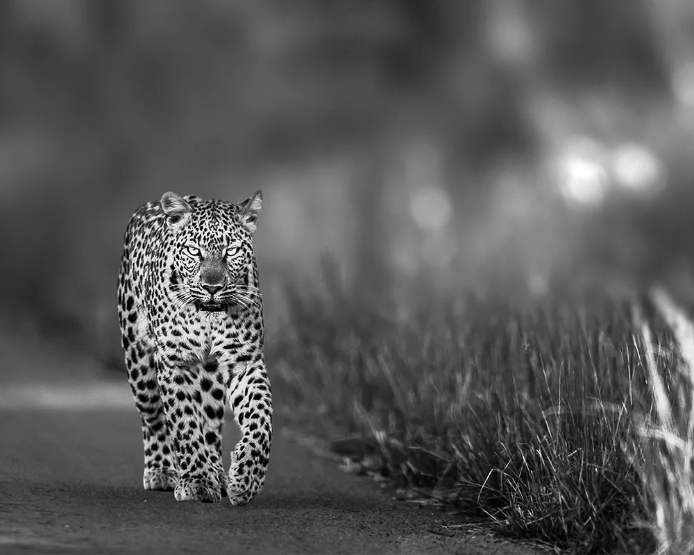 13-Pilanesberg National Park, Zuid-Afrika.png