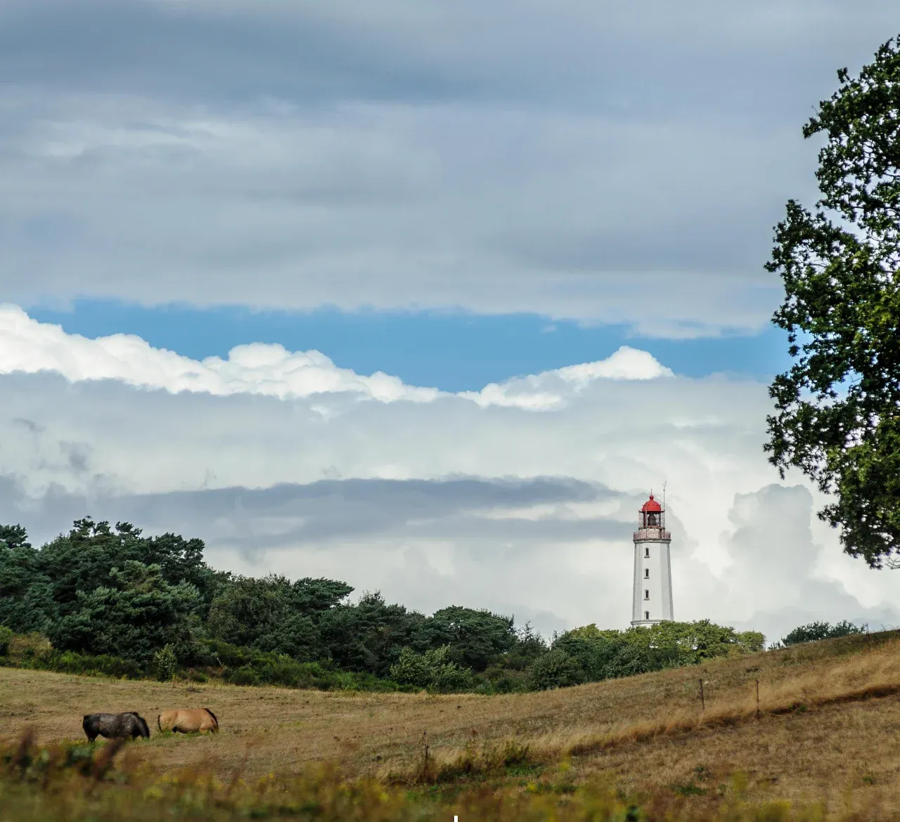 Specialisatie_ErnstUlrichSoja_V2.webp