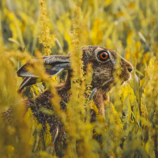 jonge-dieren-casperjoren.webp