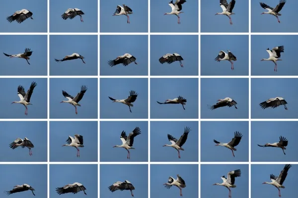 Sony_rx10v_inspo_pics_2.webp