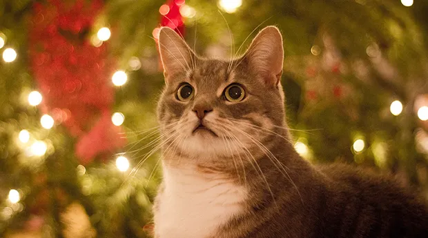 kerstkat-geduld.jpg
