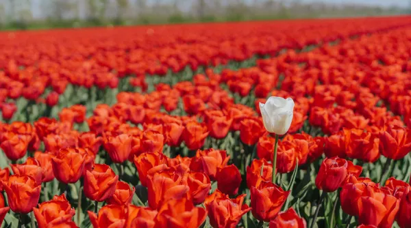 Tulpen - Tip 5.webp