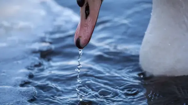 blog-wildlife-winter-ines-4.webp