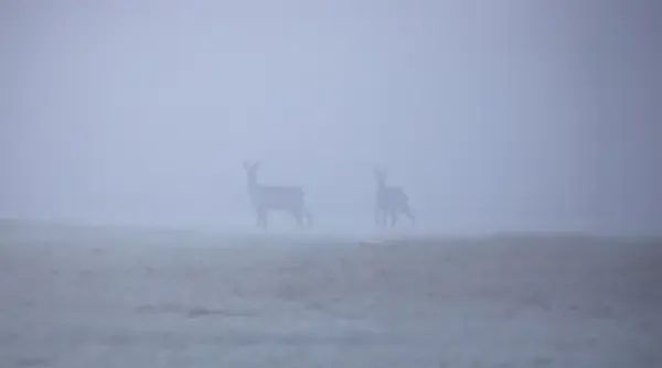 blog-wildlife-winter-ines-2.webp