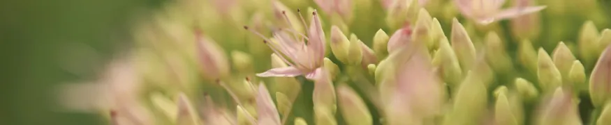 macrofotografie-banner-1.webp